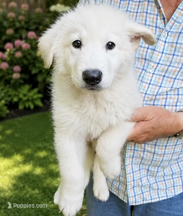 Shep – German Shepherd Dog puppy for sale in Mount Airy, NC