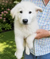 Shep, a male German Shepherd Dog for sale in Mount Airy, NC – 1 of 2