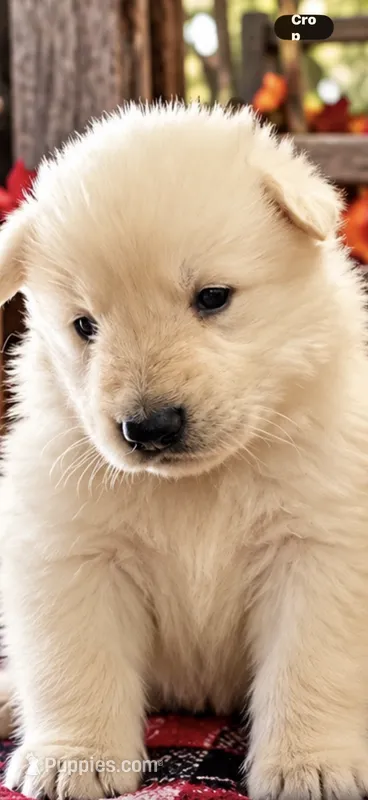 White Girl  – German Shepherd Dog puppy for sale in Mount Airy, NC