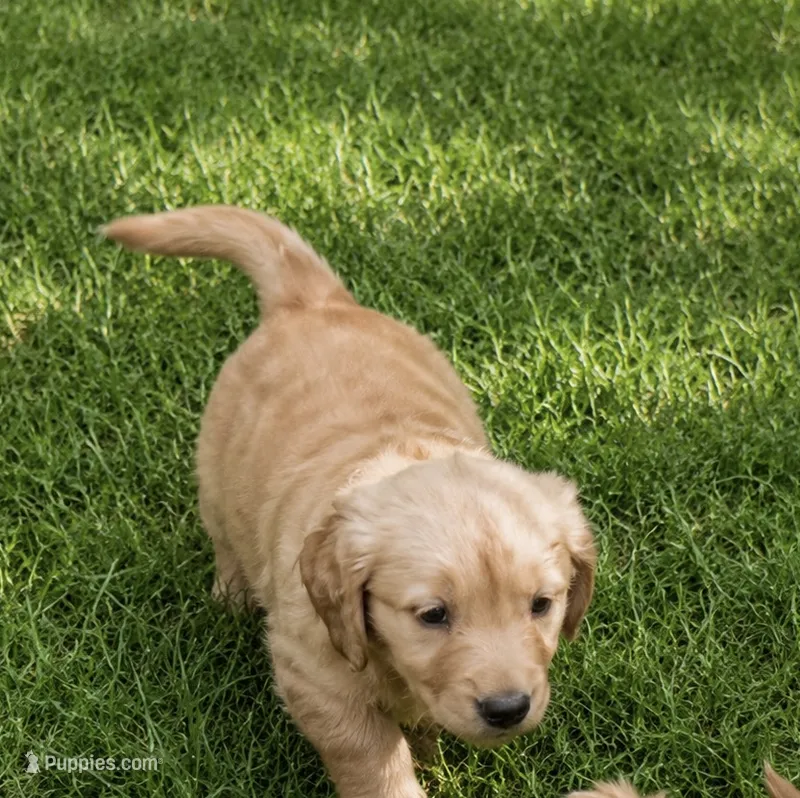 Golden  – Golden Retriever puppy for sale in Mount Airy, NC