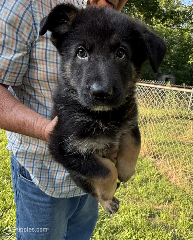 GS – German Shepherd Dog puppy for sale in Mount Airy, NC