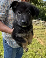 GS, a female German Shepherd Dog for sale in Mount Airy, NC – 1 of 2