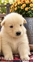 White Girl , a female German Shepherd Dog for sale in Mount Airy, NC – 1 of 1