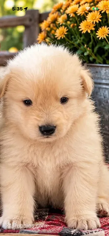 White Boy – German Shepherd Dog puppy for sale in Mount Airy, NC