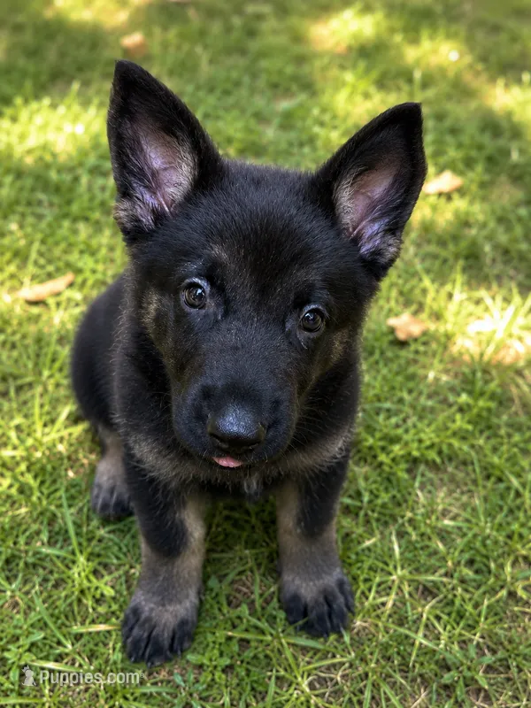 German Shep – German Shepherd Dog puppy for sale in Mount Airy, NC