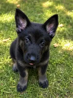 German Shep, a male German Shepherd Dog for sale in Mount Airy, NC – 1 of 1