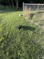 GS, a female German Shepherd Dog for sale in Mount Airy, NC – 2 of 2
