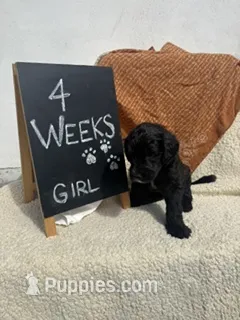 WHITE – Sheepadoodle puppy for sale in Whittier, CA