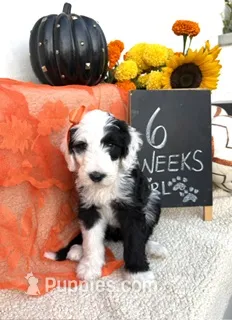 LIME GREEN – Sheepadoodle puppy for sale in Whittier, CA