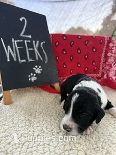GREEN – Sheepadoodle puppy for sale in Whittier, CA