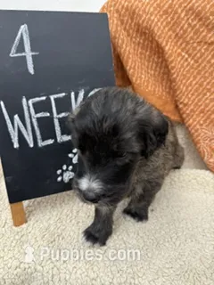 ORANGE – Sheepadoodle puppy for sale in Whittier, CA