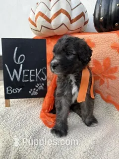 ORANGE – Sheepadoodle puppy for sale in Whittier, CA