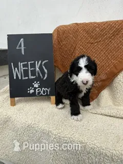LIGHT BLUE – Sheepadoodle puppy on hold in Whittier, CA