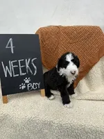 LIGHT BLUE, a male Sheepadoodle for sale in Whittier, CA – 3 of 5