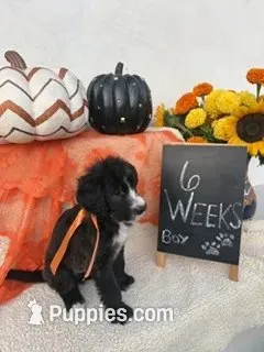 BLUE – Sheepadoodle puppy for sale in Whittier, CA