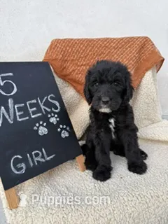 WHITE – Sheepadoodle puppy for sale in Whittier, CA