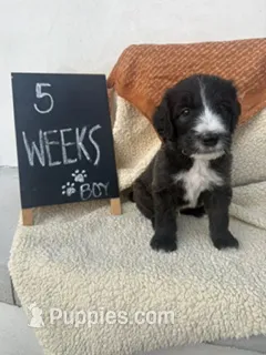 BLACK – Sheepadoodle puppy for sale in Whittier, CA