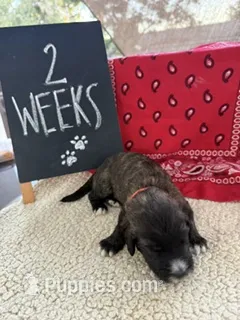 ORANGE – Sheepadoodle puppy for sale in Whittier, CA
