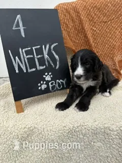 BLACK – Sheepadoodle puppy for sale in Whittier, CA