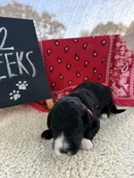 PINK, a female Sheepadoodle for sale in Whittier, CA – 1 of 1