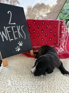 BLACK – Sheepadoodle puppy for sale in Whittier, CA