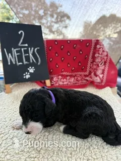 PURPLE – Sheepadoodle puppy for sale in Whittier, CA