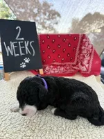 PURPLE, a female Sheepadoodle for sale in Whittier, CA – 1 of 1