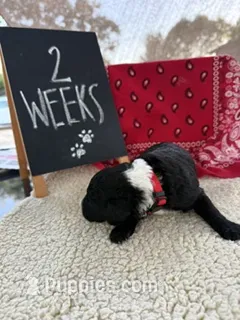 RED – Sheepadoodle puppy for sale in Whittier, CA