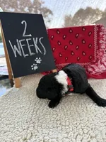 RED, a male Sheepadoodle for sale in Whittier, CA – 1 of 1
