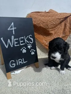 PURPLE – Sheepadoodle puppy for sale in Whittier, CA