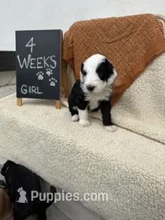 LIME GREEN – Sheepadoodle puppy for sale in Whittier, CA