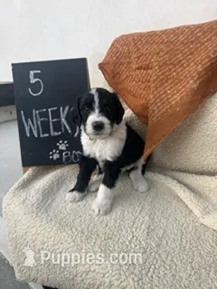 GREEN – Sheepadoodle puppy for sale in Whittier, CA
