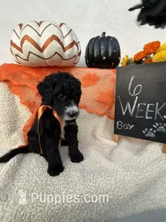 BLACK – Sheepadoodle puppy for sale in Whittier, CA