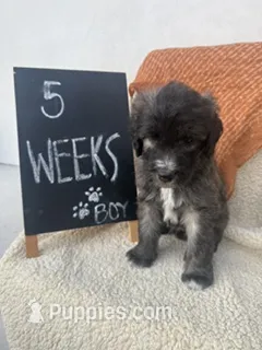 ORANGE – Sheepadoodle puppy for sale in Whittier, CA