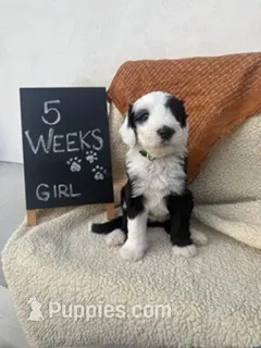 LIME GREEN – Sheepadoodle puppy for sale in Whittier, CA