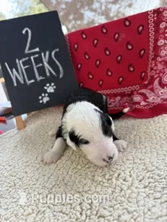 LIME GREEN – Sheepadoodle puppy for sale in Whittier, CA