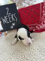 LIME GREEN, a female Sheepadoodle for sale in Whittier, CA – 1 of 1