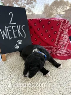 BLUE – Sheepadoodle puppy for sale in Whittier, CA