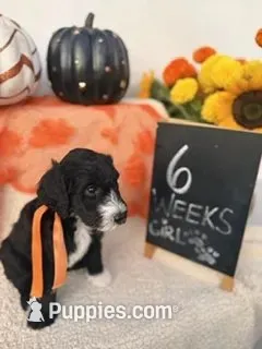 PURPLE – Sheepadoodle puppy for sale in Whittier, CA