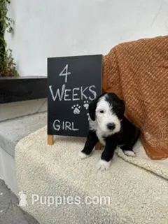 Yellow – Sheepadoodle puppy on hold in Whittier, CA