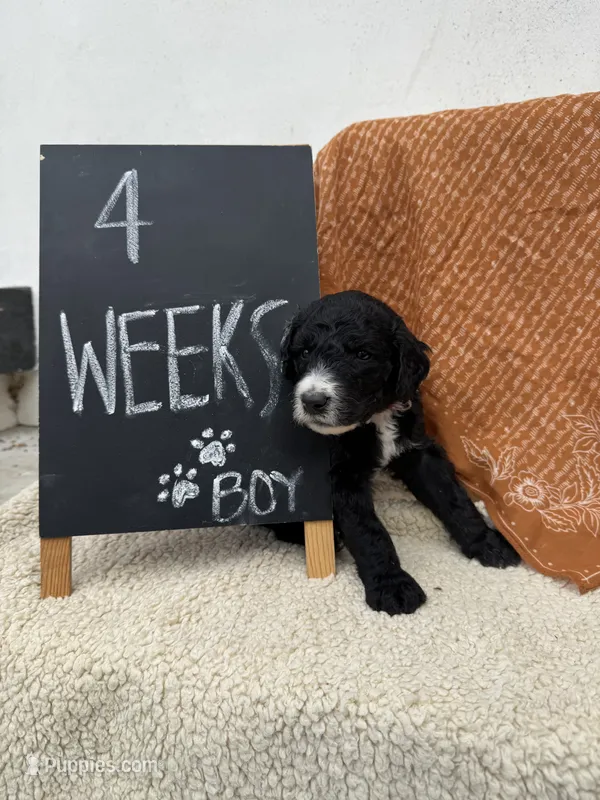 RED – Sheepadoodle puppy for sale in Whittier, CA