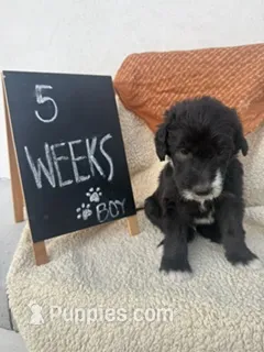 BLUE – Sheepadoodle puppy for sale in Whittier, CA