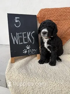 RED – Sheepadoodle puppy for sale in Whittier, CA