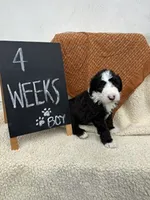 LIGHT BLUE, a male Sheepadoodle for sale in Whittier, CA – 2 of 5