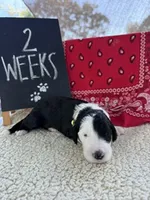 Yellow, a female Sheepadoodle for sale in Whittier, CA – 1 of 1