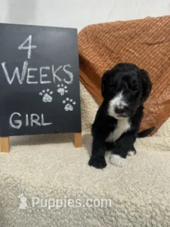 PINK – Sheepadoodle puppy for sale in Whittier, CA