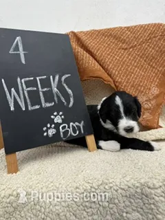 GREEN – Sheepadoodle puppy for sale in Whittier, CA