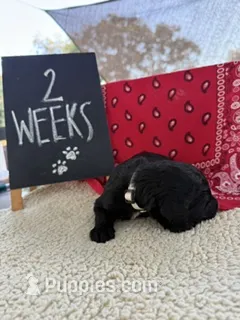 WHITE – Sheepadoodle puppy for sale in Whittier, CA