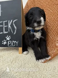 BLUE – Sheepadoodle puppy for sale in Whittier, CA