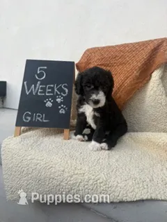 PURPLE – Sheepadoodle puppy for sale in Whittier, CA